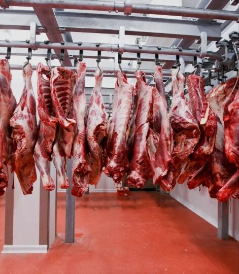 beef carcass