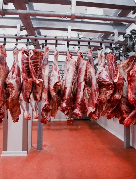 beef carcass