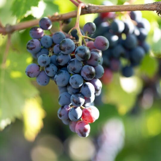 grapes