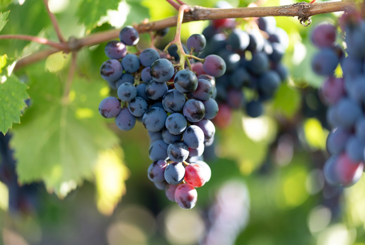 grapes