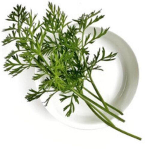 carrot herb