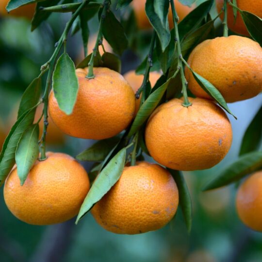 mandarins