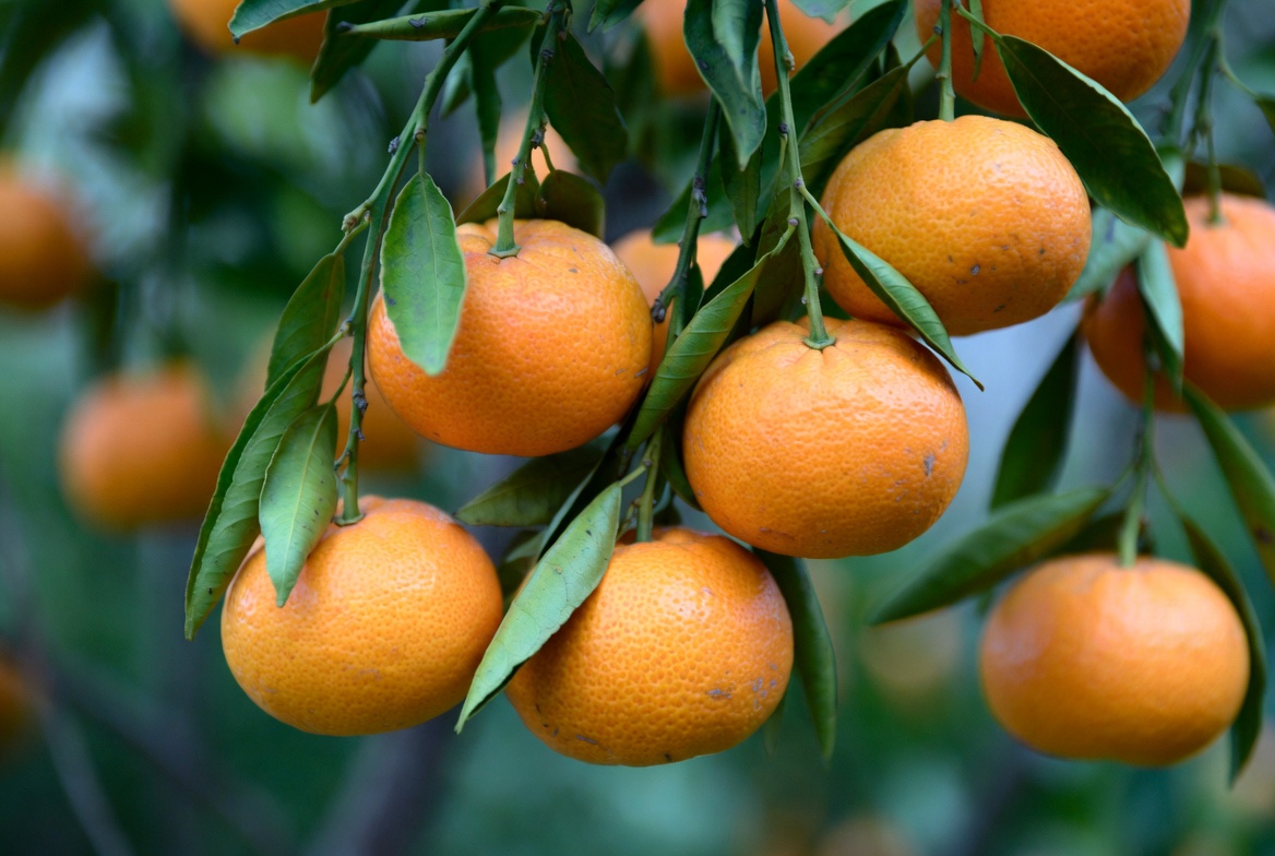mandarins