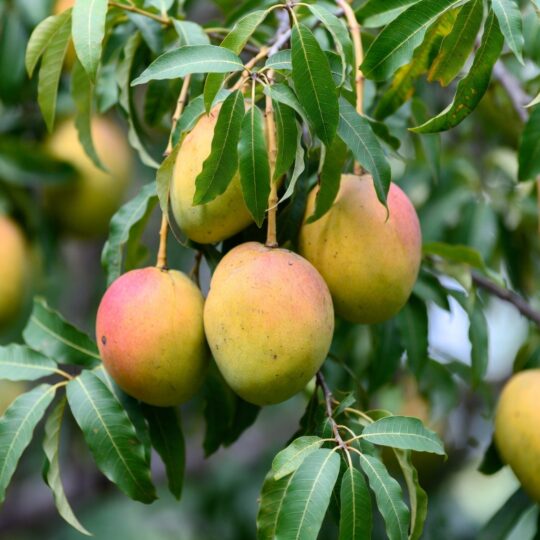mangoes
