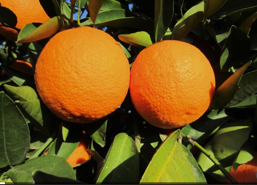 Oranges - Image 4