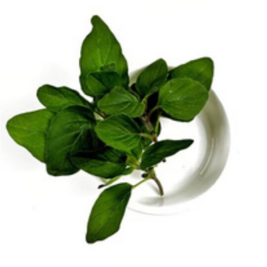 oregano