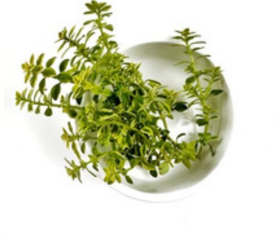 thyme-lemon