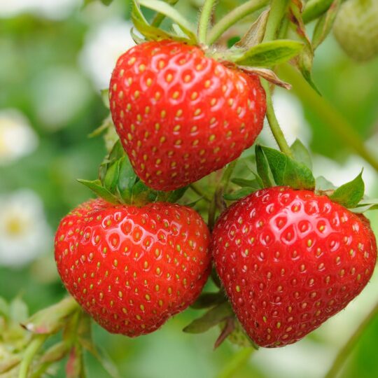 strawberry