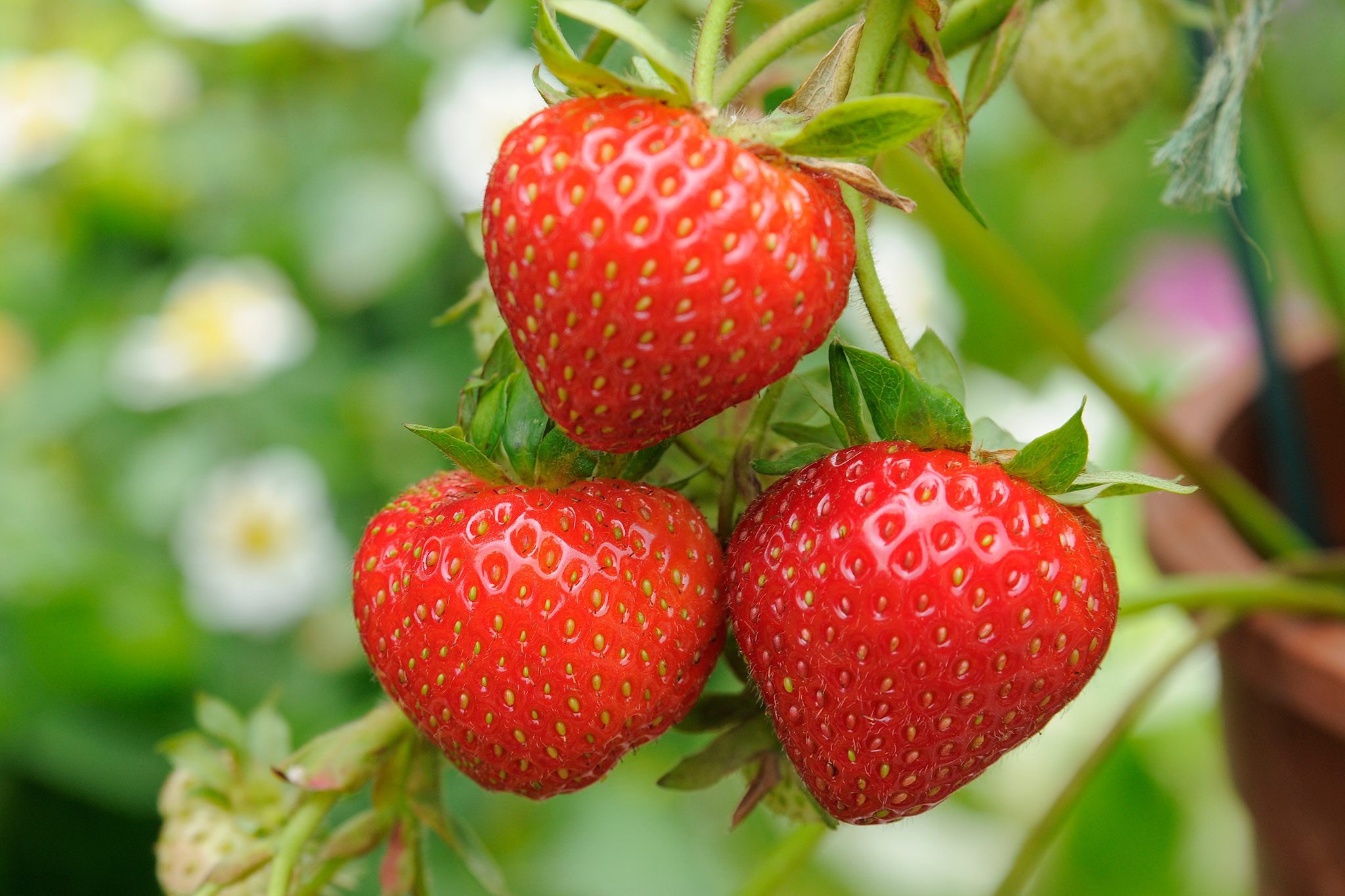 strawberry