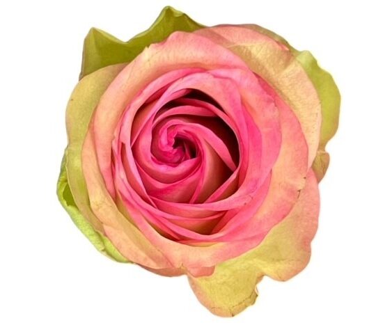 Esperance Rose
