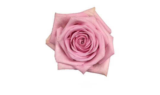 Revival Rose