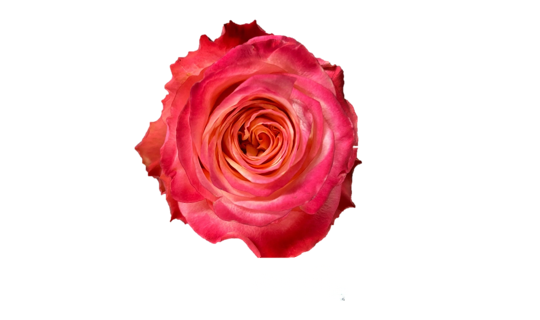 Mai Tai Rose