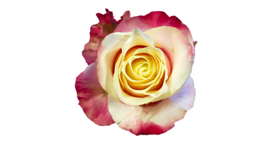 Marosa Rose