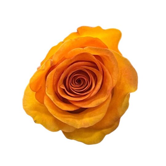 Orange Nexus rose