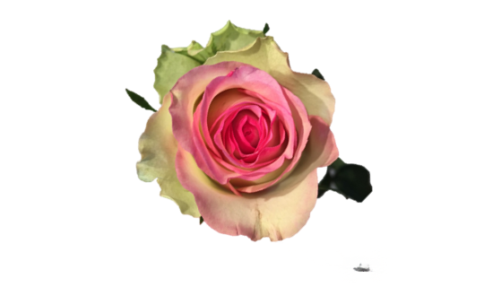 Pink Journey Rose